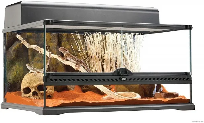 20996 tarantula inside enclosure
