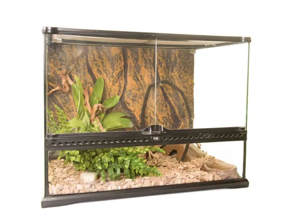 20996 tarantula species example