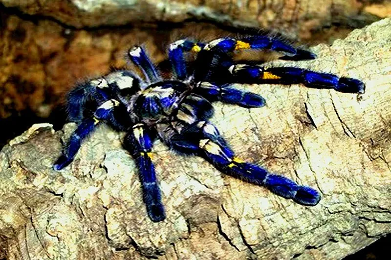 20997 gooty tarantula behavior