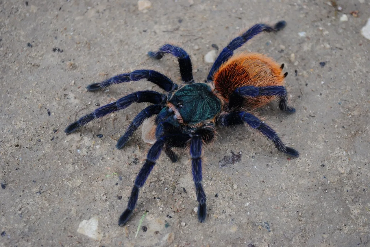 20997 gooty tarantula physical appearance
