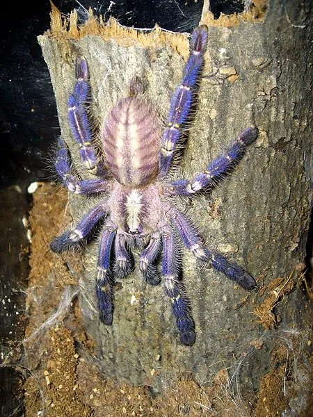 /img/20997-gooty-tarantula-support.webp