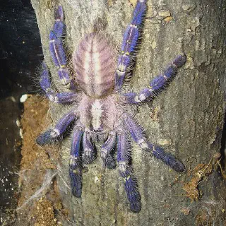 /img/20997-gooty-tarantula-support.webp