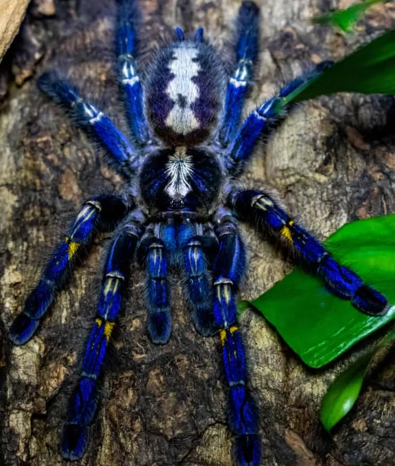 20997 gooty tarantula threats