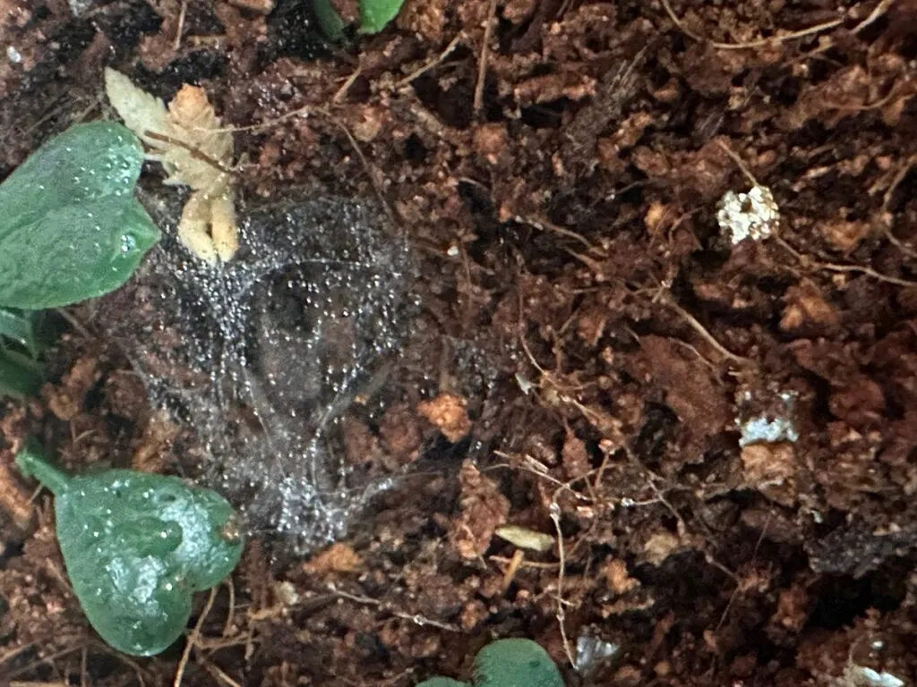 /img/20998-pygmy-tarantula-conservation.webp