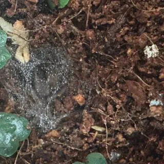 /img/20998-pygmy-tarantula-conservation.webp