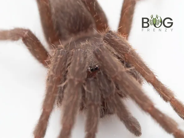 20998 pygmy tarantula feeding
