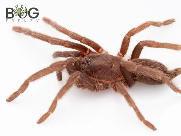 20998 pygmy tarantula handling