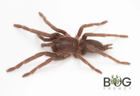20998 pygmy tarantula molting