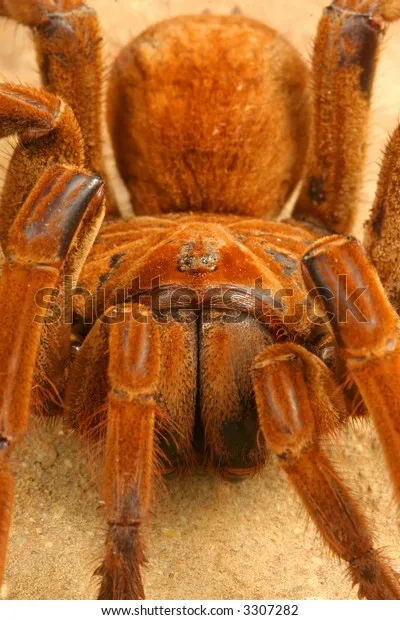 /img/20999-goliath-birdeater-cleaning.webp