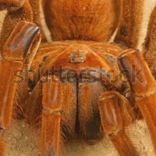 /img/20999-goliath-birdeater-cleaning.webp