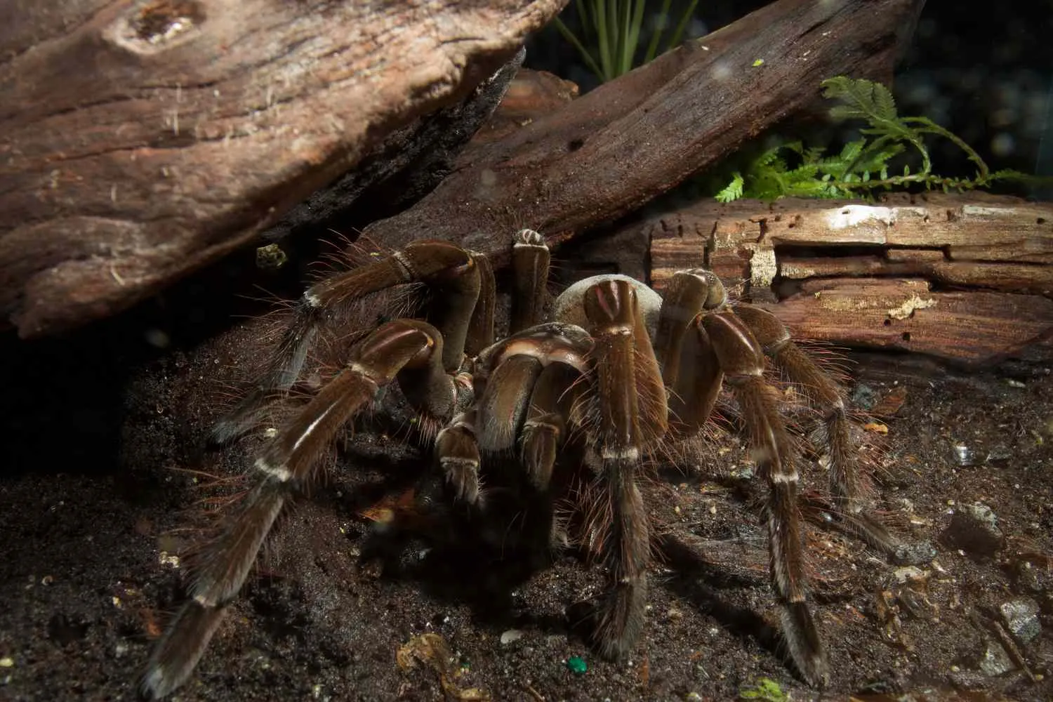 20999 goliath birdeater decor