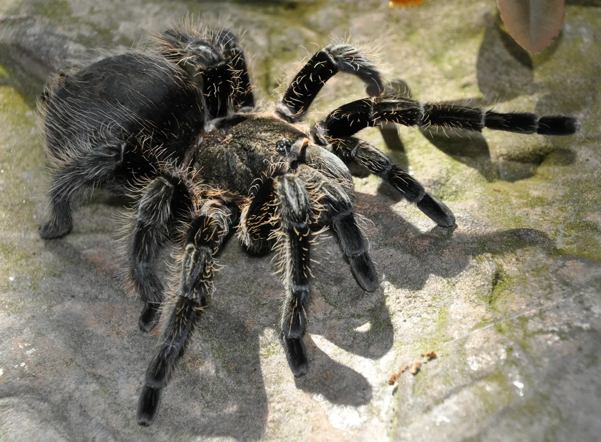 20999 goliath birdeater feeding