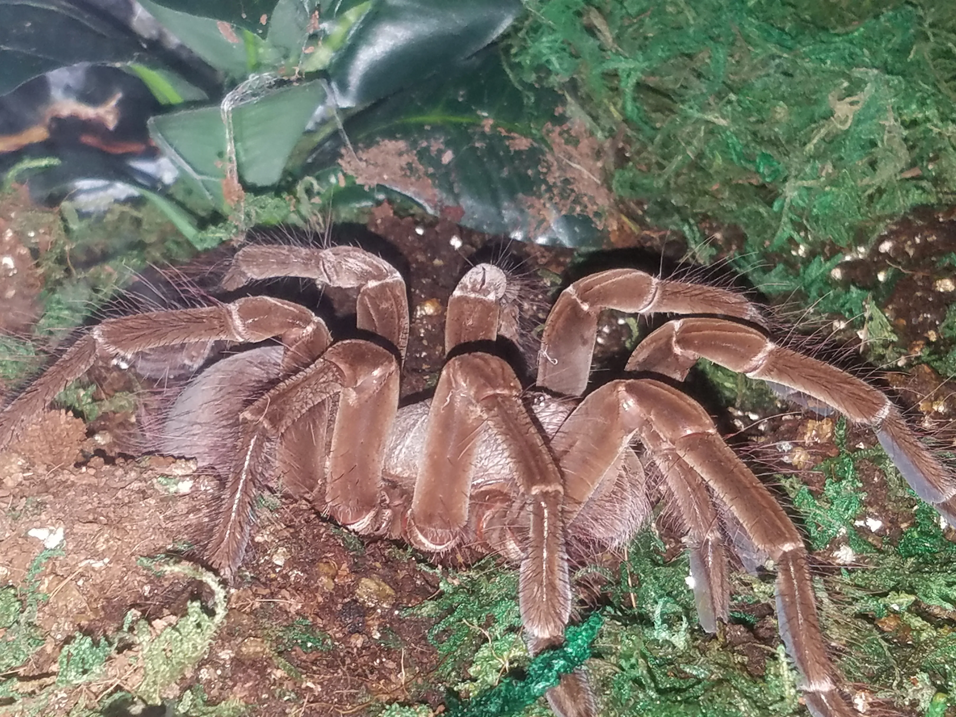 20999 goliath birdeater habitat setup