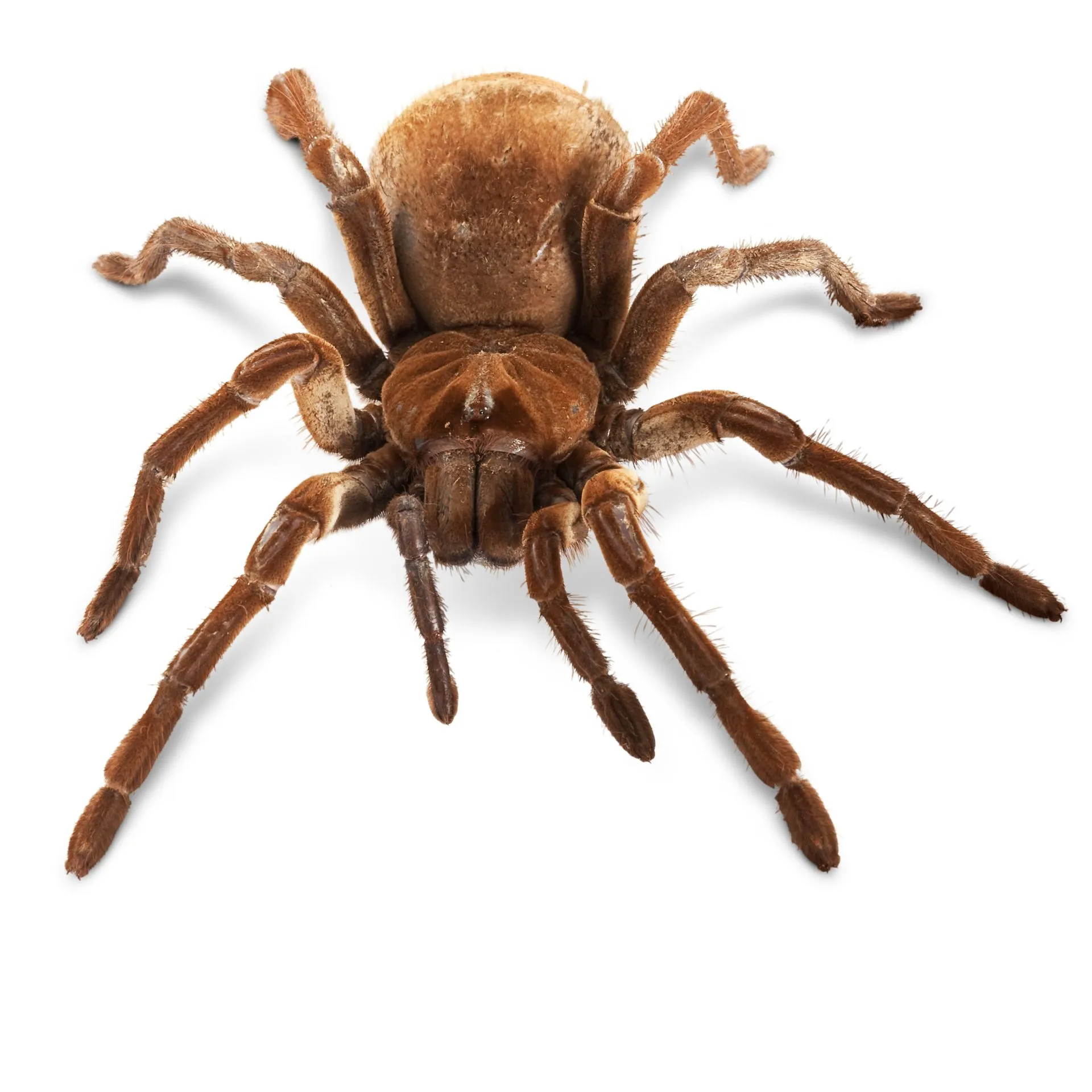 20999 goliath birdeater humidity