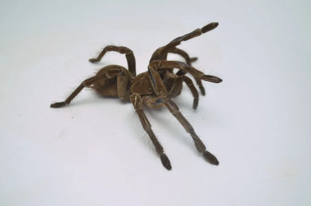 20999 goliath birdeater substrate