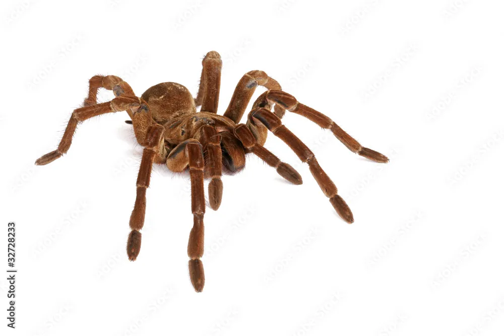 20999 goliath birdeater temperature