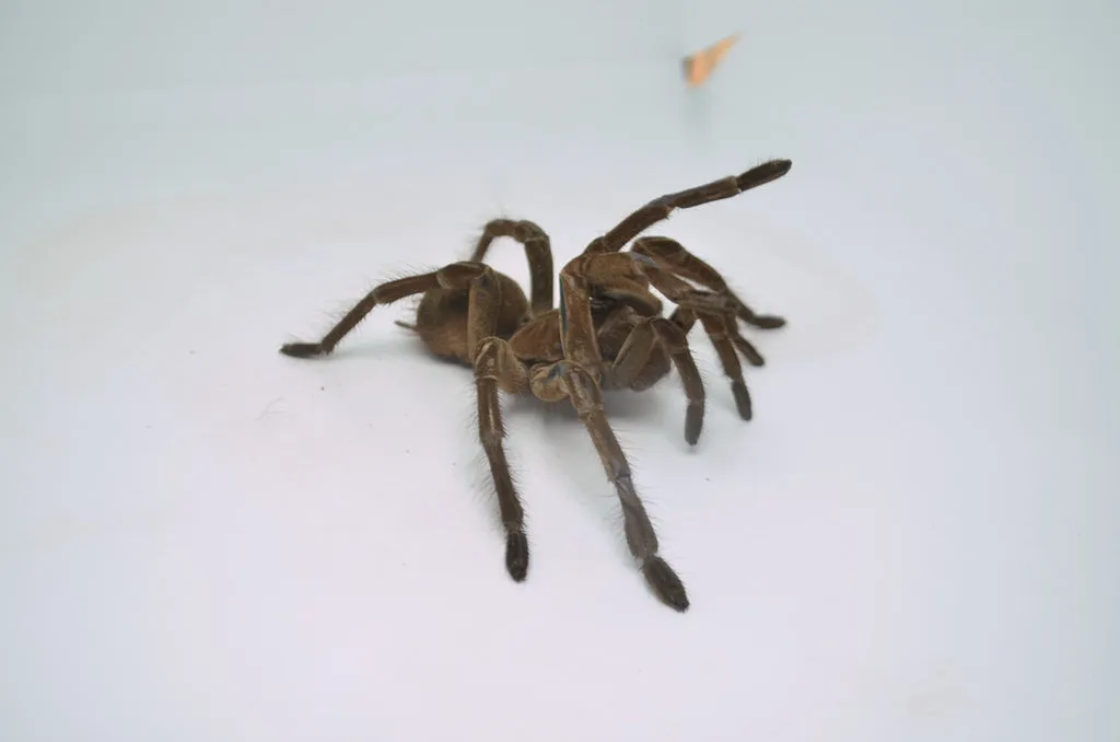 20999 goliath birdeater terrarium