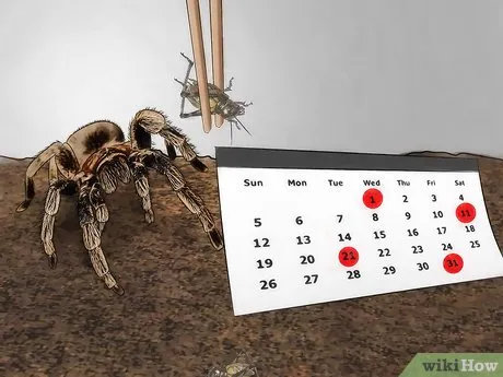 21000 tarantula adult