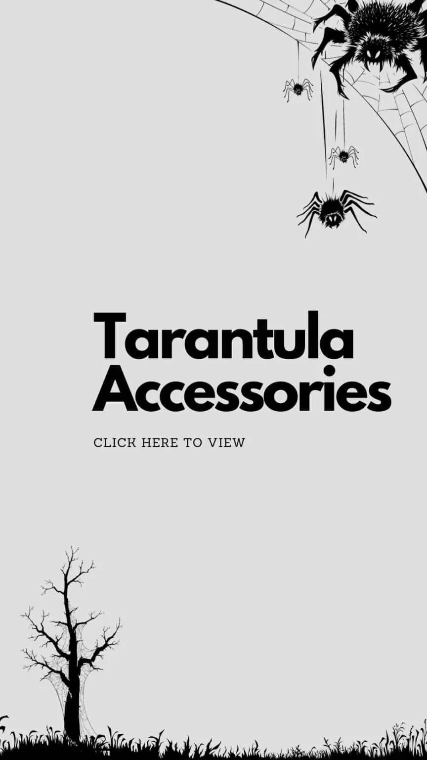 21000 tarantula feeding prey