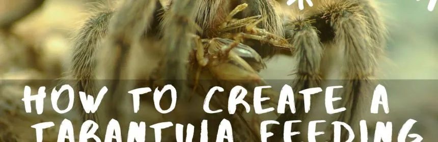 /img/21000-tarantula-molting.webp