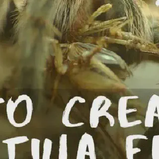 /img/21000-tarantula-molting.webp