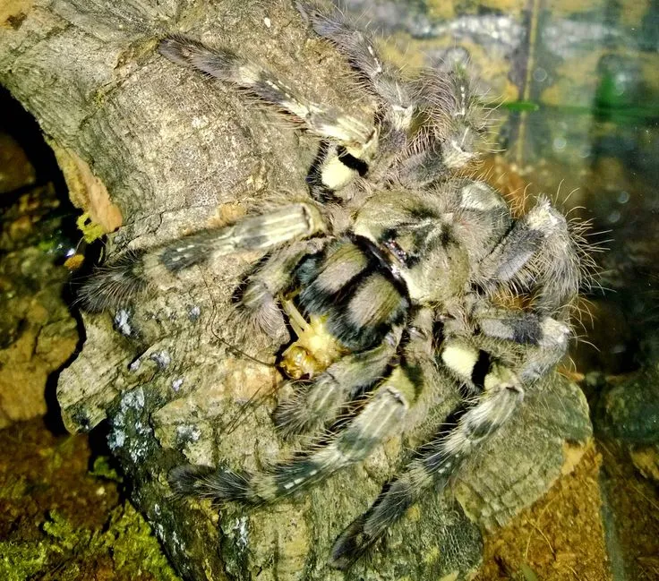 21000 tarantula water