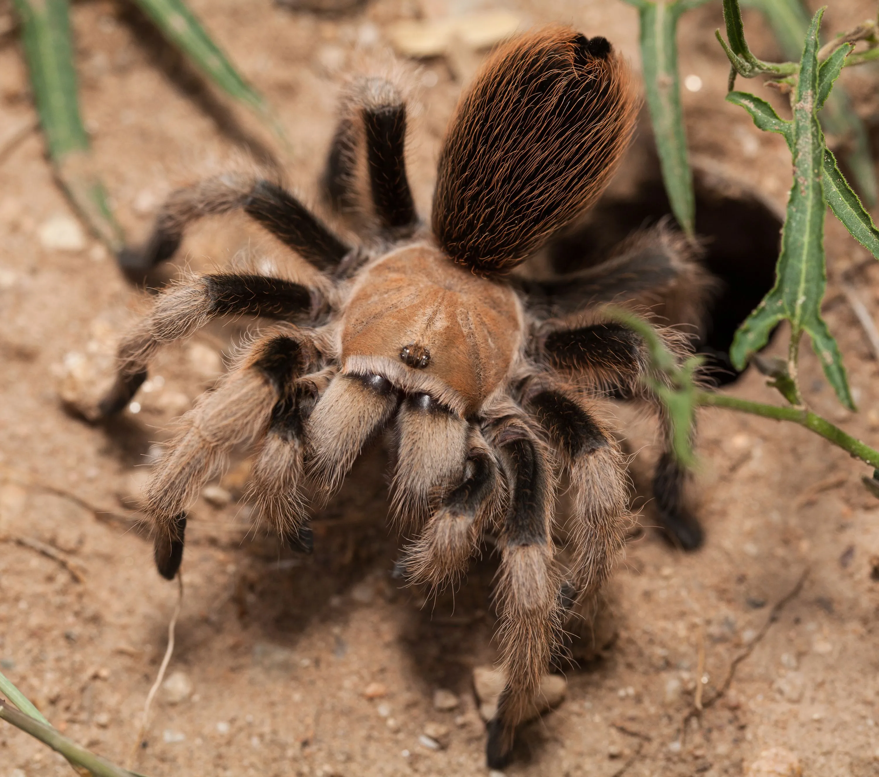 21001 cobalt blue tarantula