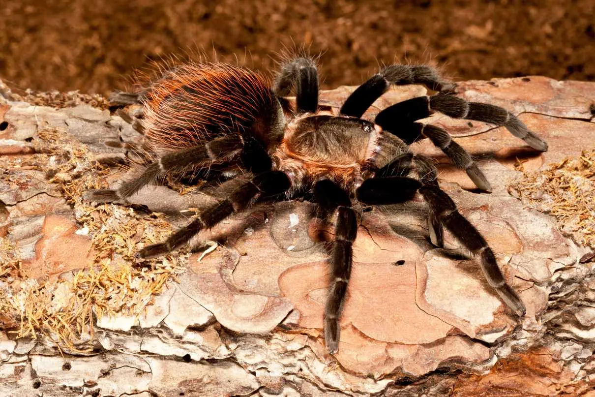21001 curly hair tarantula