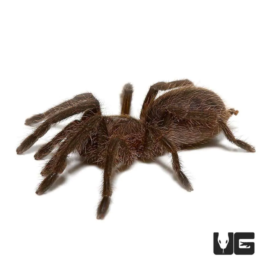 21002 cobalt blue tarantula chelicerae