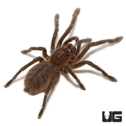 21002 cobalt blue tarantula color