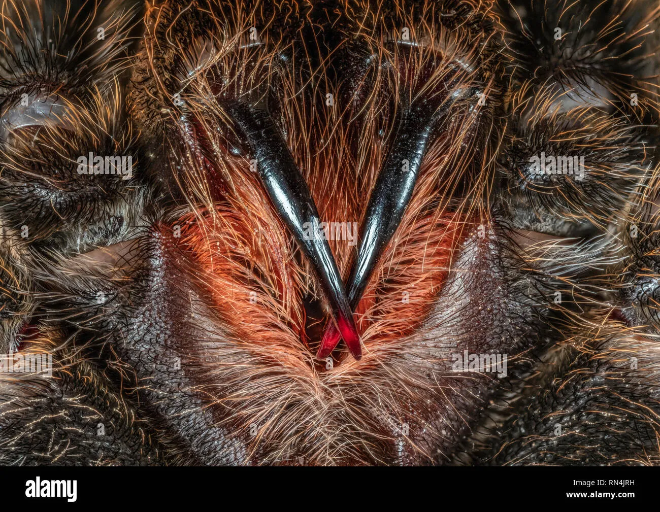 /img/21002-cobalt-blue-tarantula-handling.webp