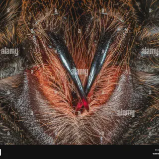 /img/21002-cobalt-blue-tarantula-handling.webp