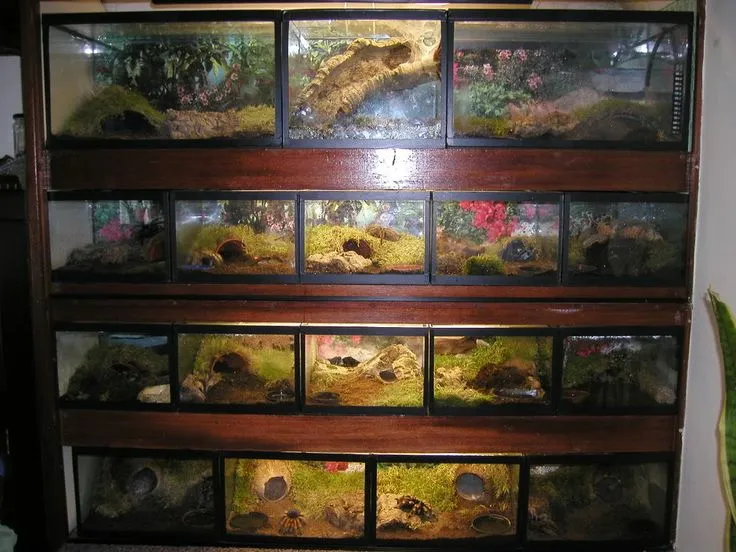 /img/21006-tarantula-enclosure-spain-8.webp