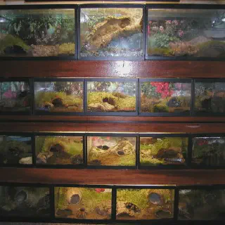 /img/21006-tarantula-enclosure-spain-8.webp