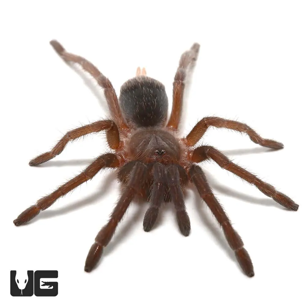 21008 returning tarantula