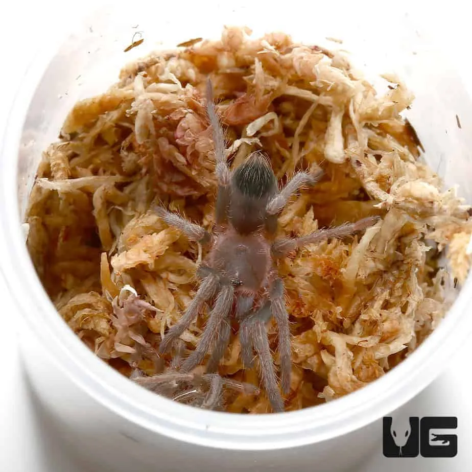 21008 tarantula bite first aid