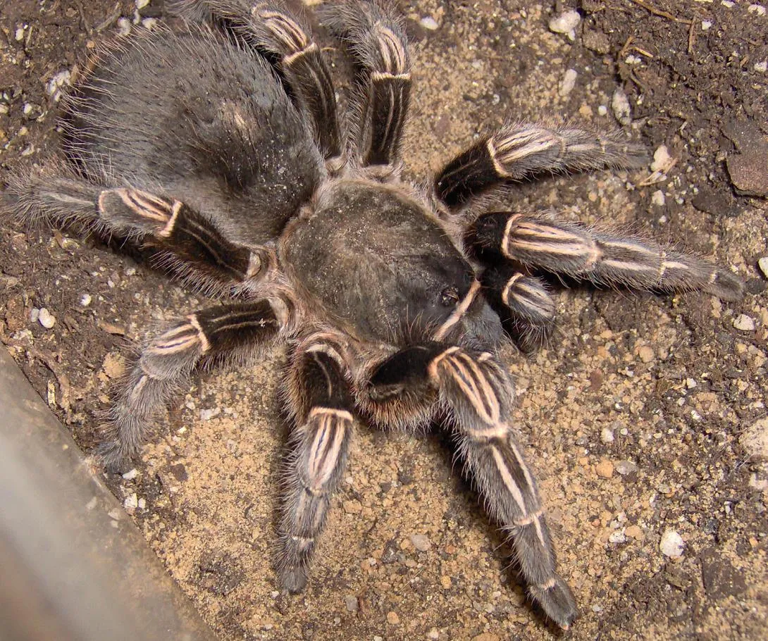 /img/21008-tarantula-stress-signs.webp