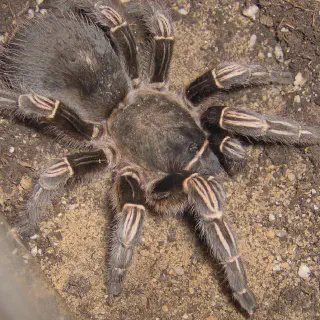 /img/21008-tarantula-stress-signs.webp
