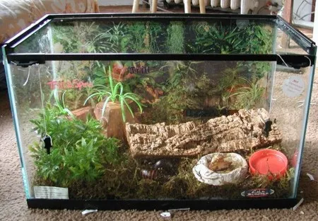 21009 misting tarantula