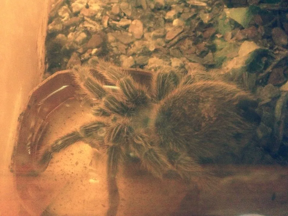 21009 tarantula healthy