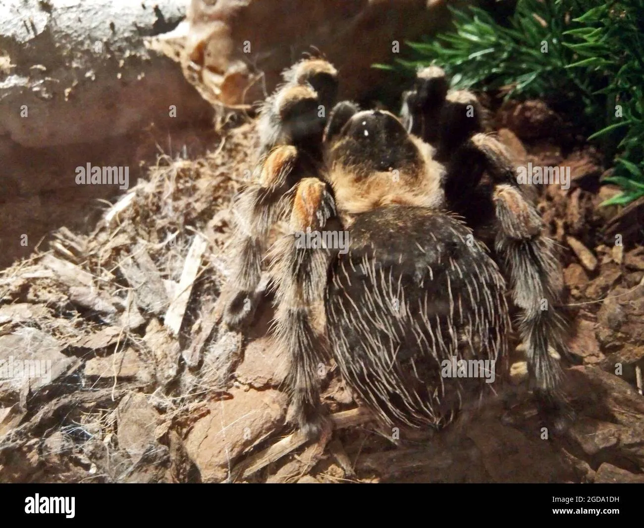 /img/21009-tarantula-substrate.webp