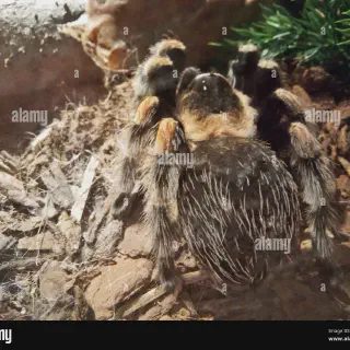 /img/21009-tarantula-substrate.webp