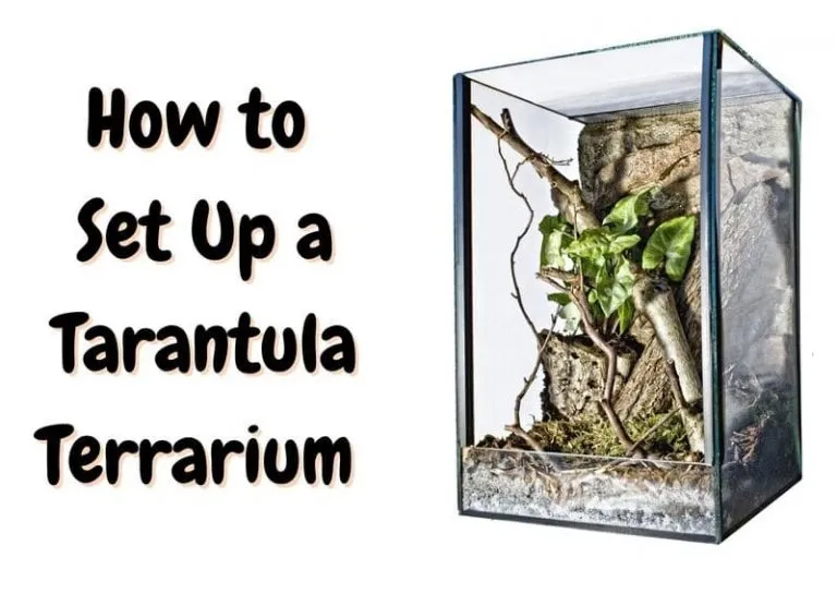 21009 tarantula water dish cleaning