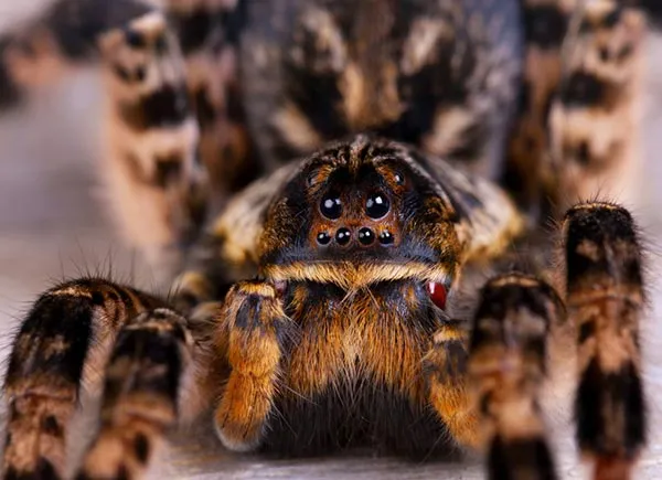 21010 amazon tarantula brazilian black