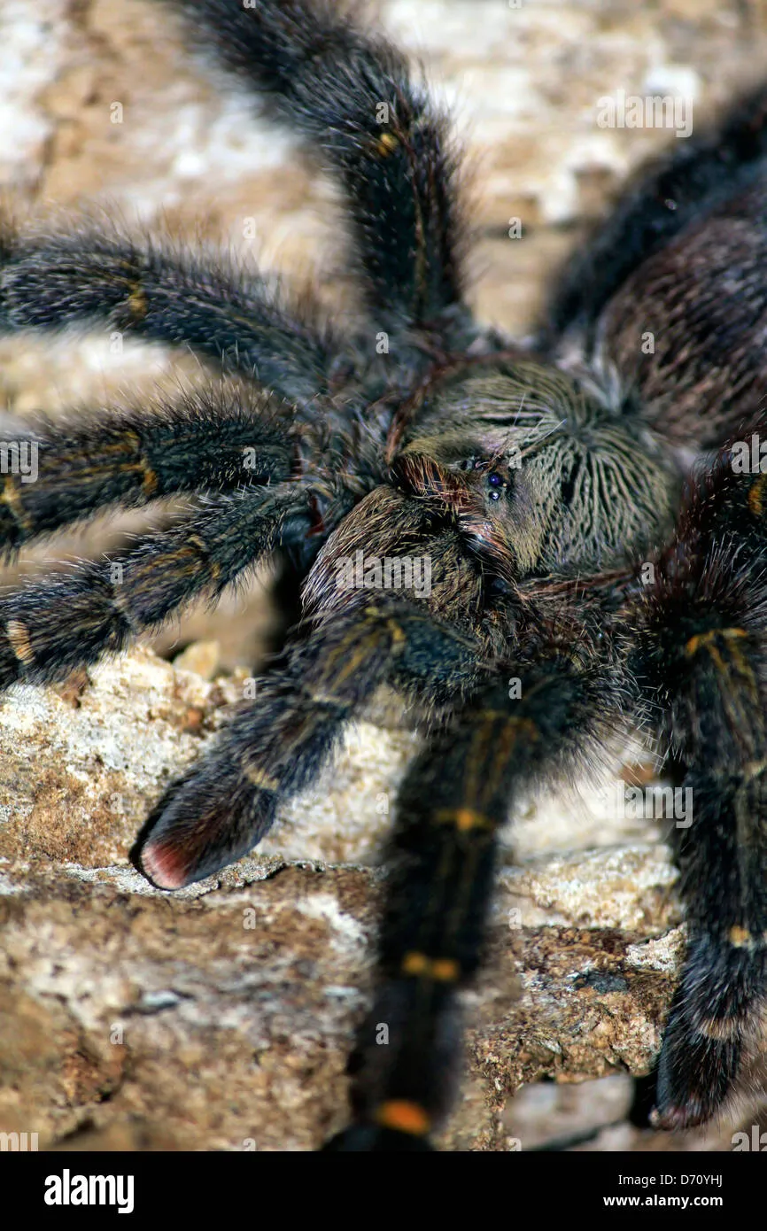 21010 amazon tarantula chilean rose