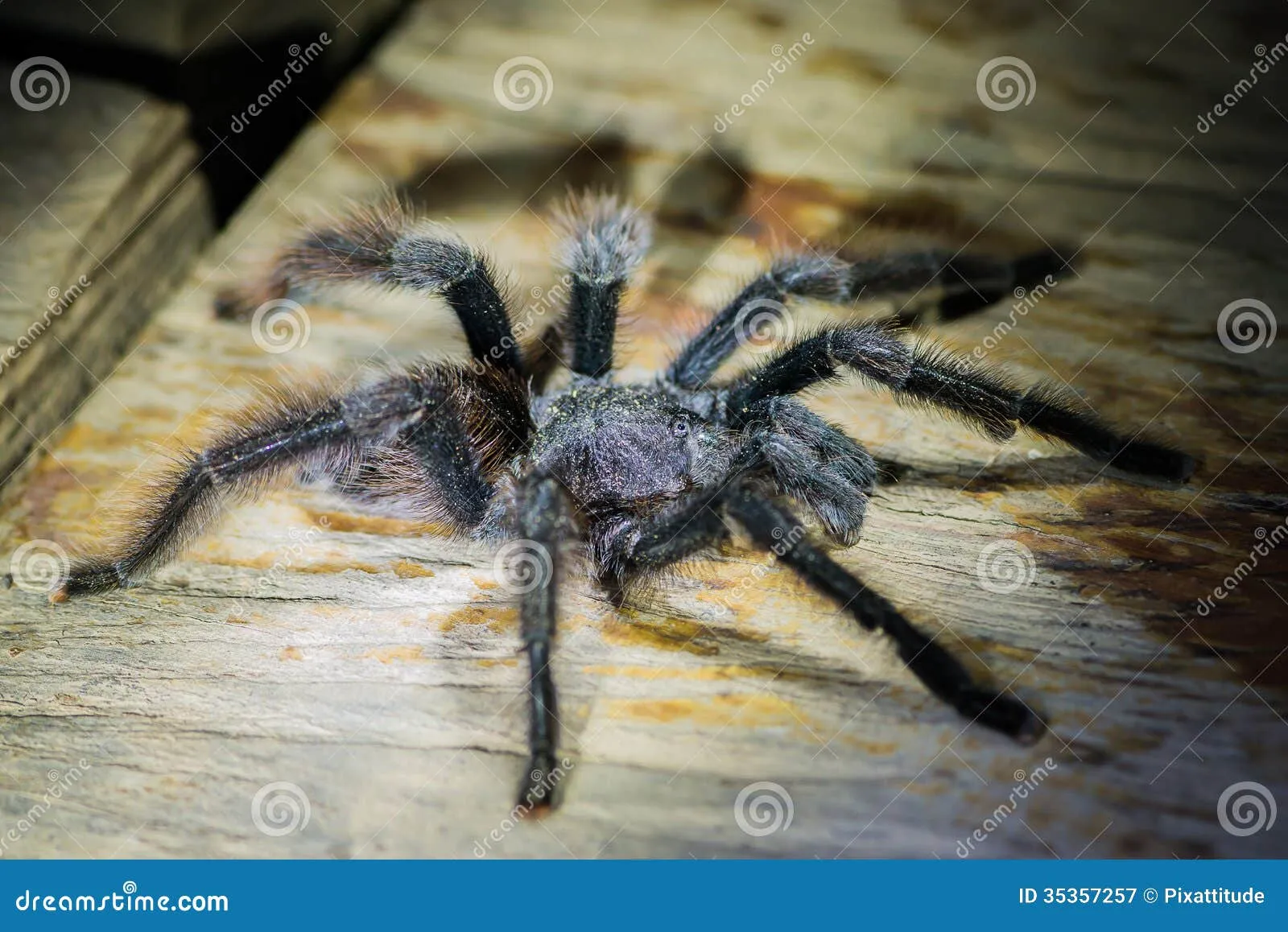 21010 amazon tarantula enclosure