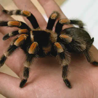 /img/21010-amazon-tarantula-feeding.webp