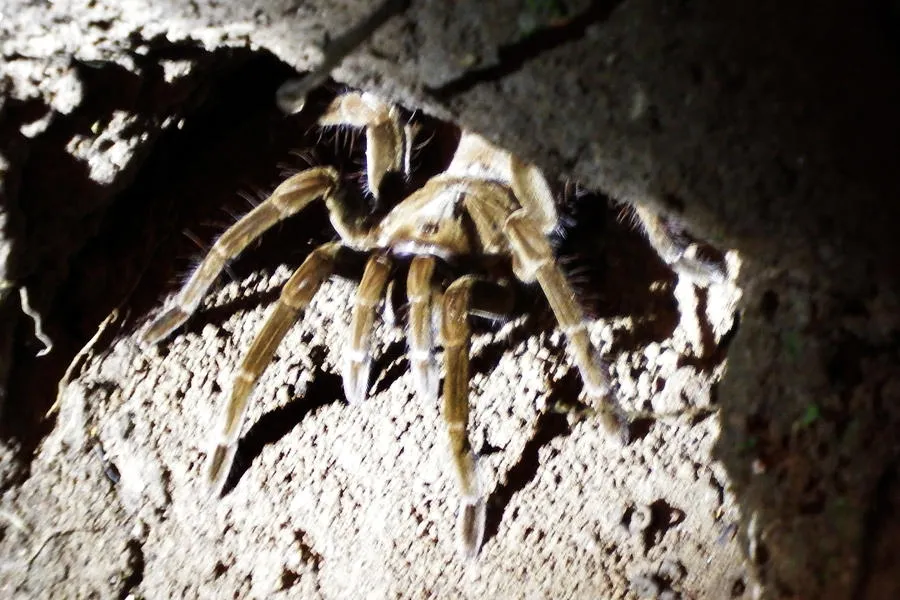 21010 amazon tarantula goliath