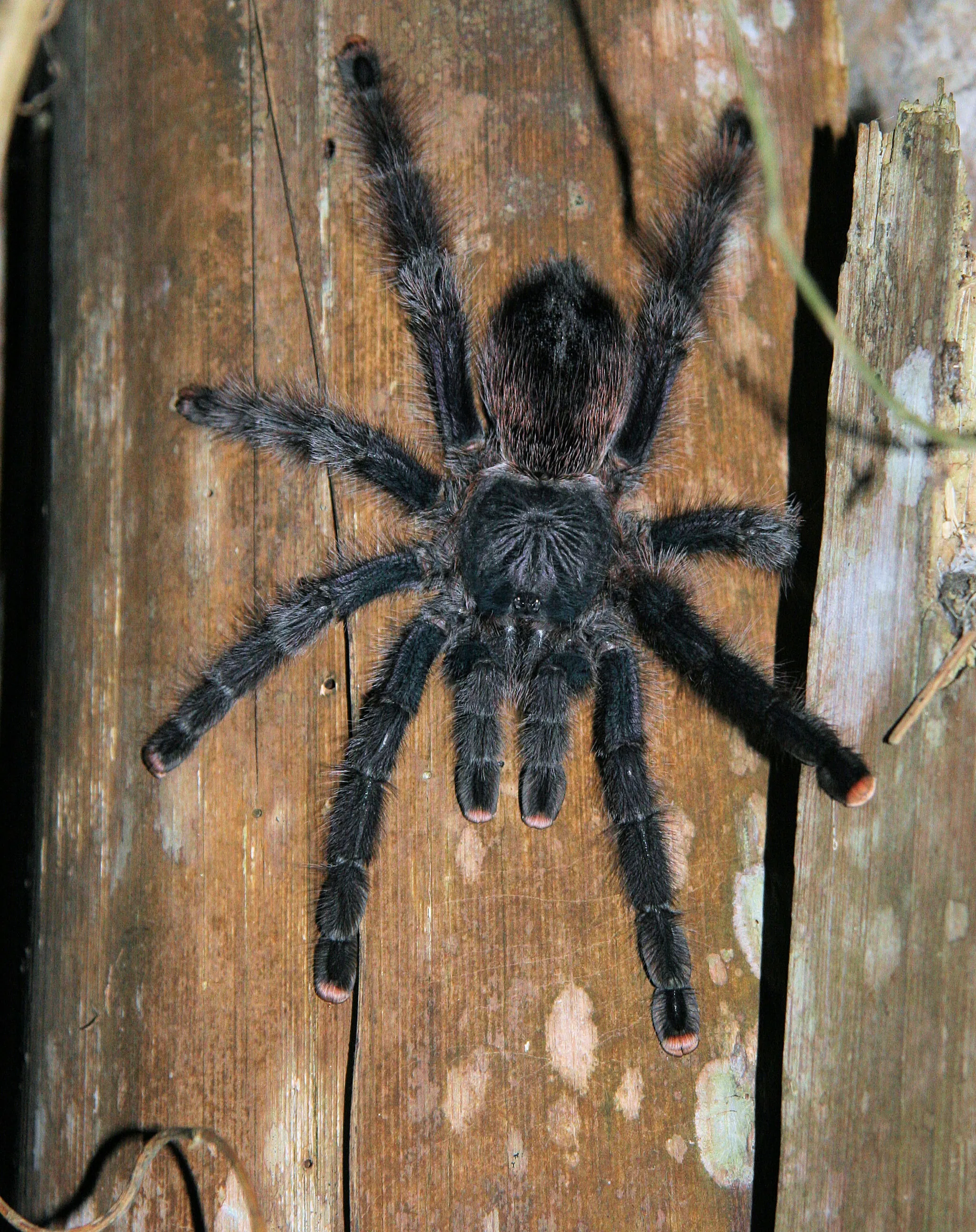 21010 amazon tarantula pinkfoot