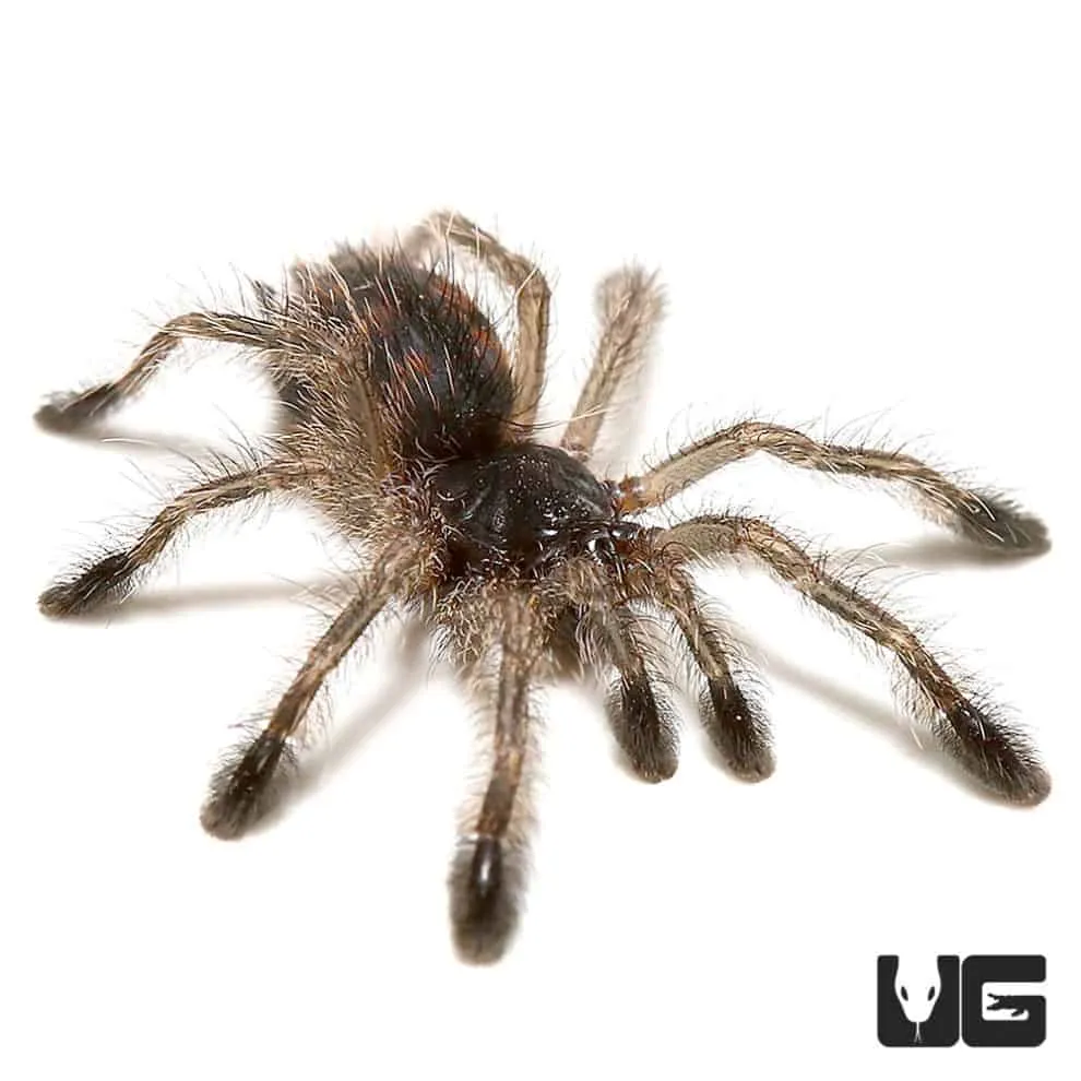 21011 brazil blue tarantula closeup